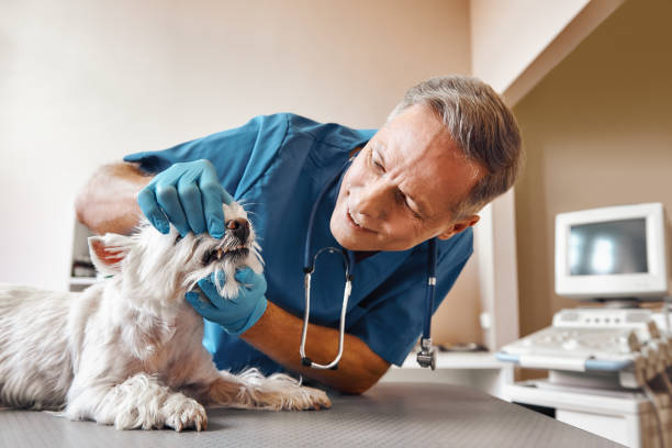 Best Pediatric Emergency Dentist in Villa Ridge, MO
